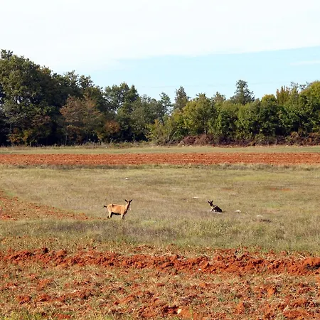 House With A Parking Space Celici, Istria - Sredisnja Istra - 7333 * Barban